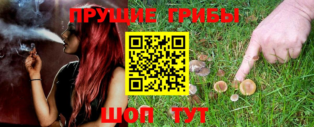 Галлюциногенные грибы Psilocybe Наро-Фоминск